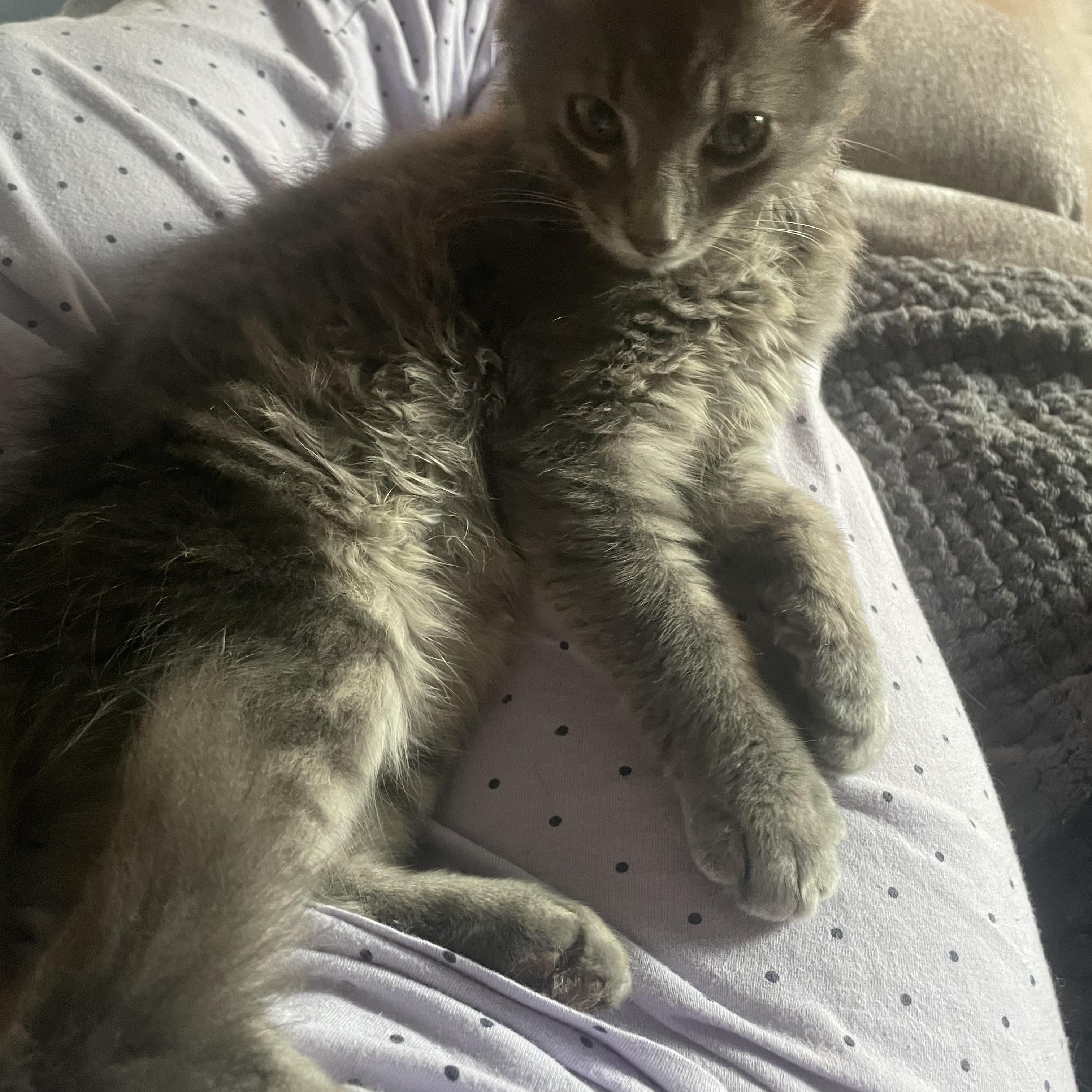 Enlarge Pothole, a Adoptable Domestic Medium Hair in lititz, PA image 3/3