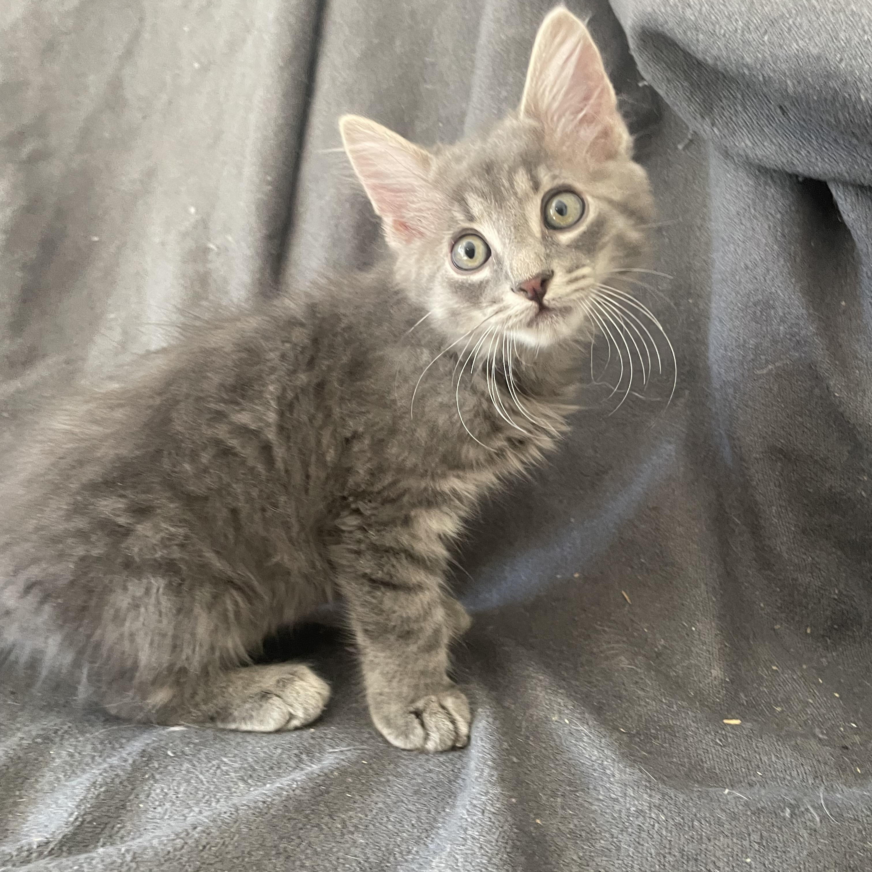 Enlarge Pothole, a Adoptable Domestic Medium Hair in lititz, PA image 1/3