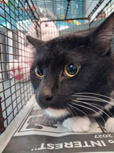 MAX, Adoptable, Young Male Domestic Short Hair.