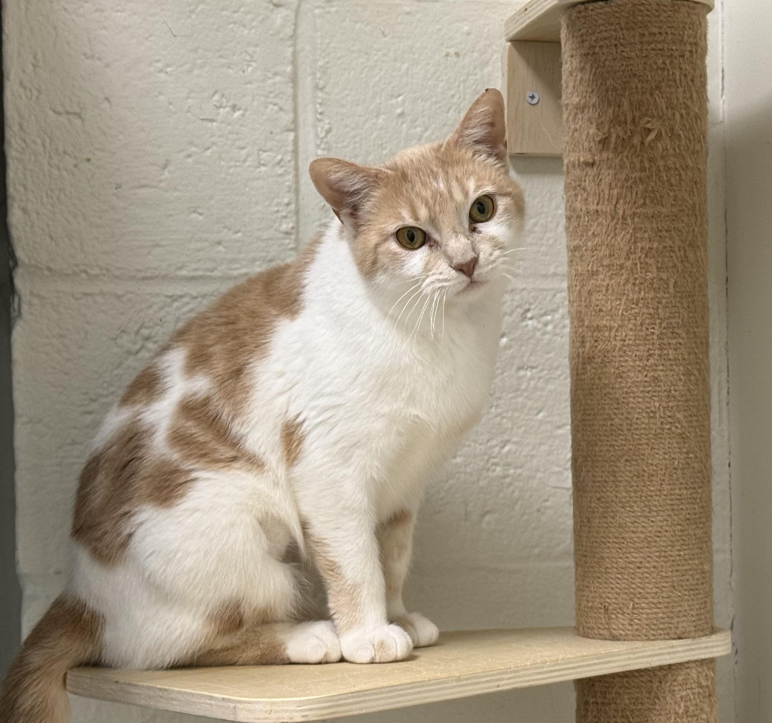 Enlarge Strawberry, an adopted Domestic Short Hair in Old Saybrook, CT image 1/2