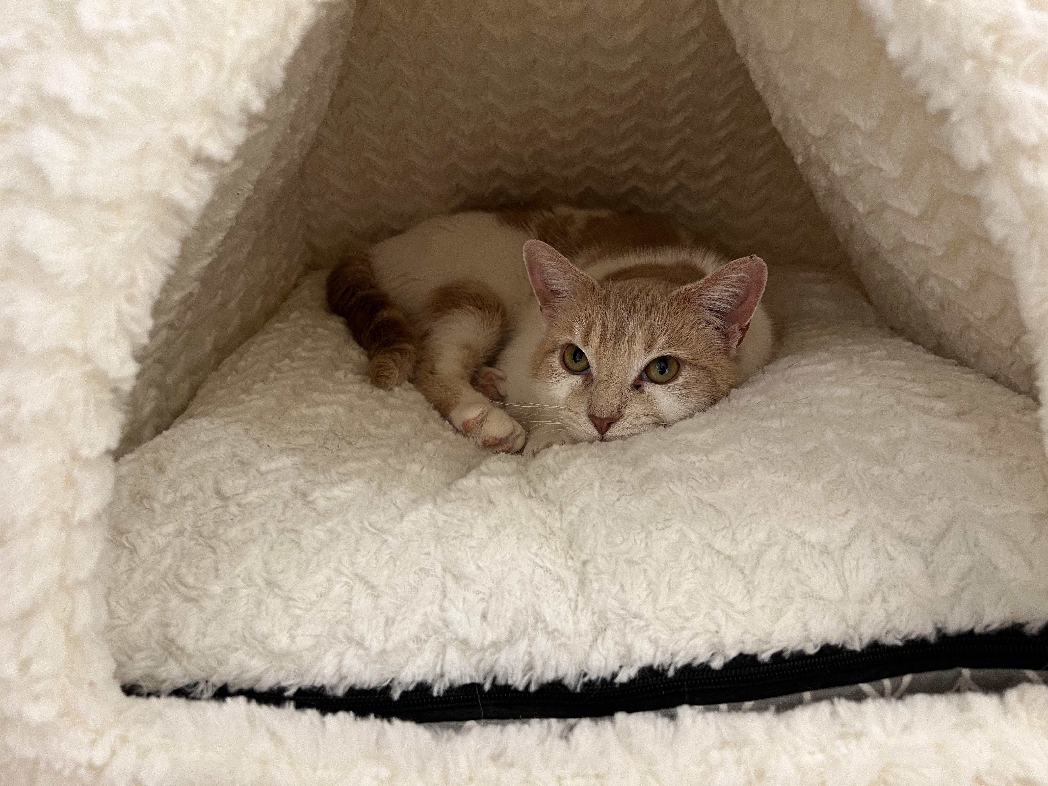 Enlarge Strawberry, an adopted Domestic Short Hair in Old Saybrook, CT image 2/2