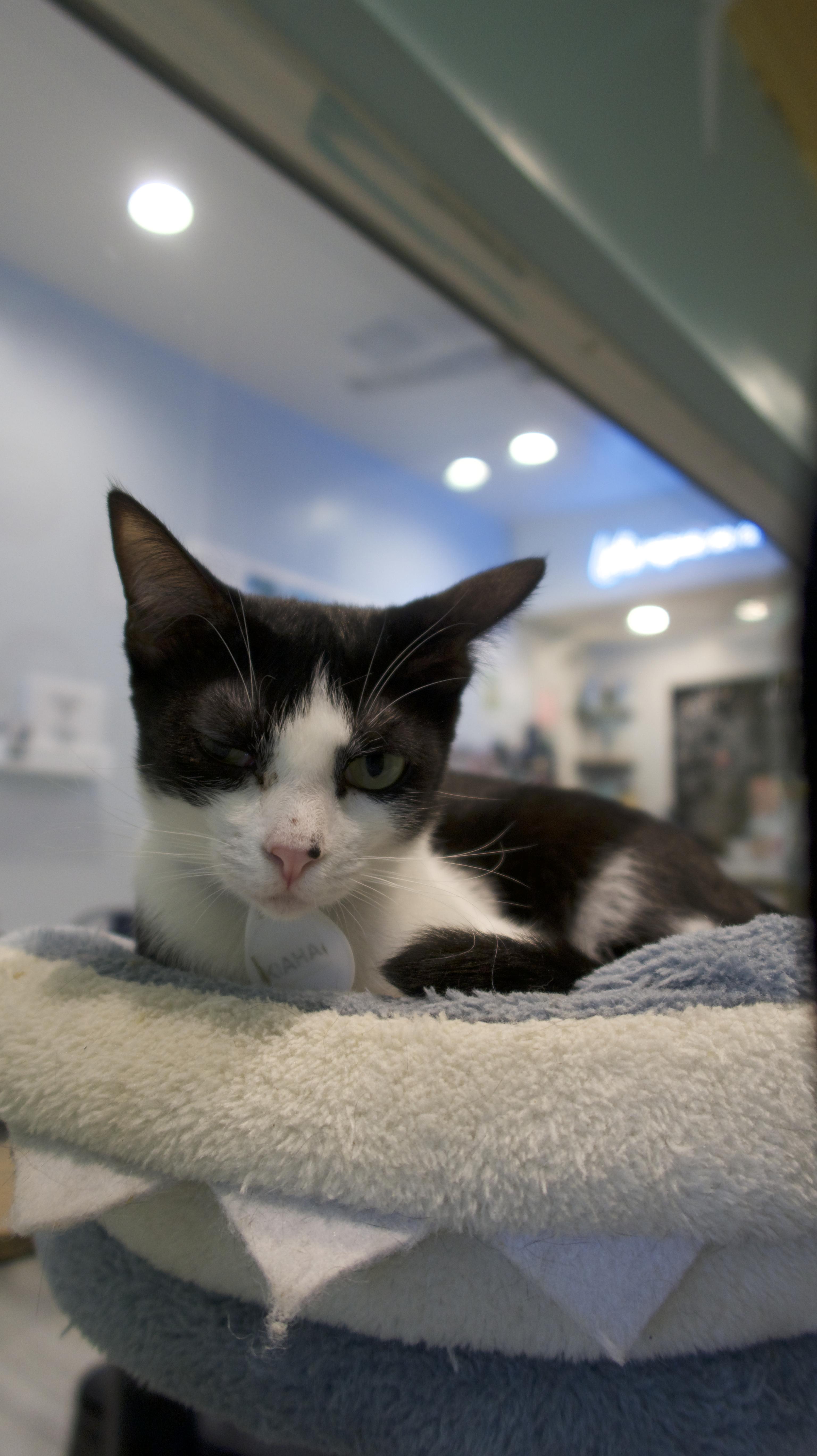 Kiaha, a Adoptable Domestic Short Hair in Aiea, HI image 3/4