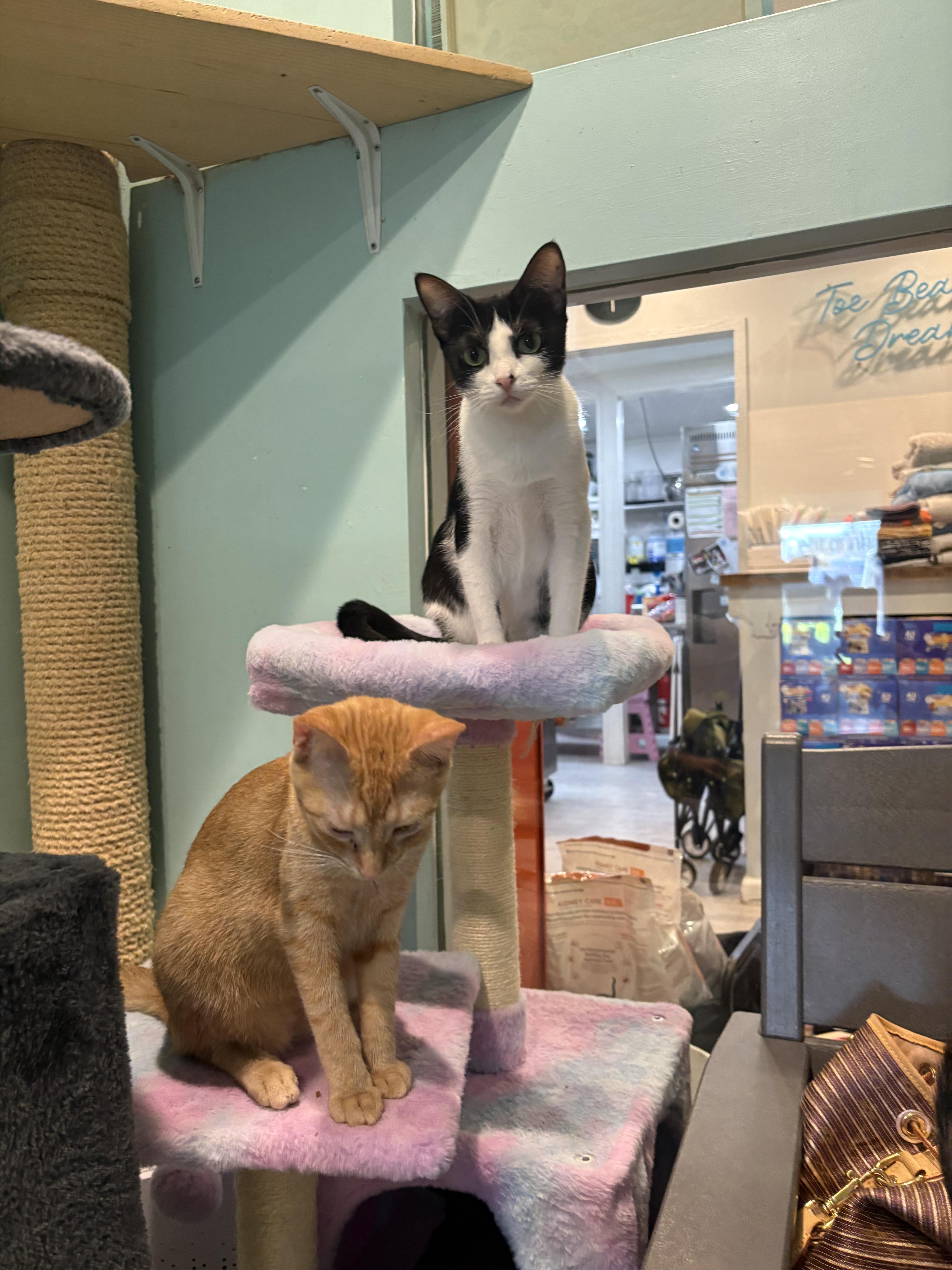 Kiaha, an adoptable Domestic Short Hair in Aiea, HI, 96701 | Photo Image 3