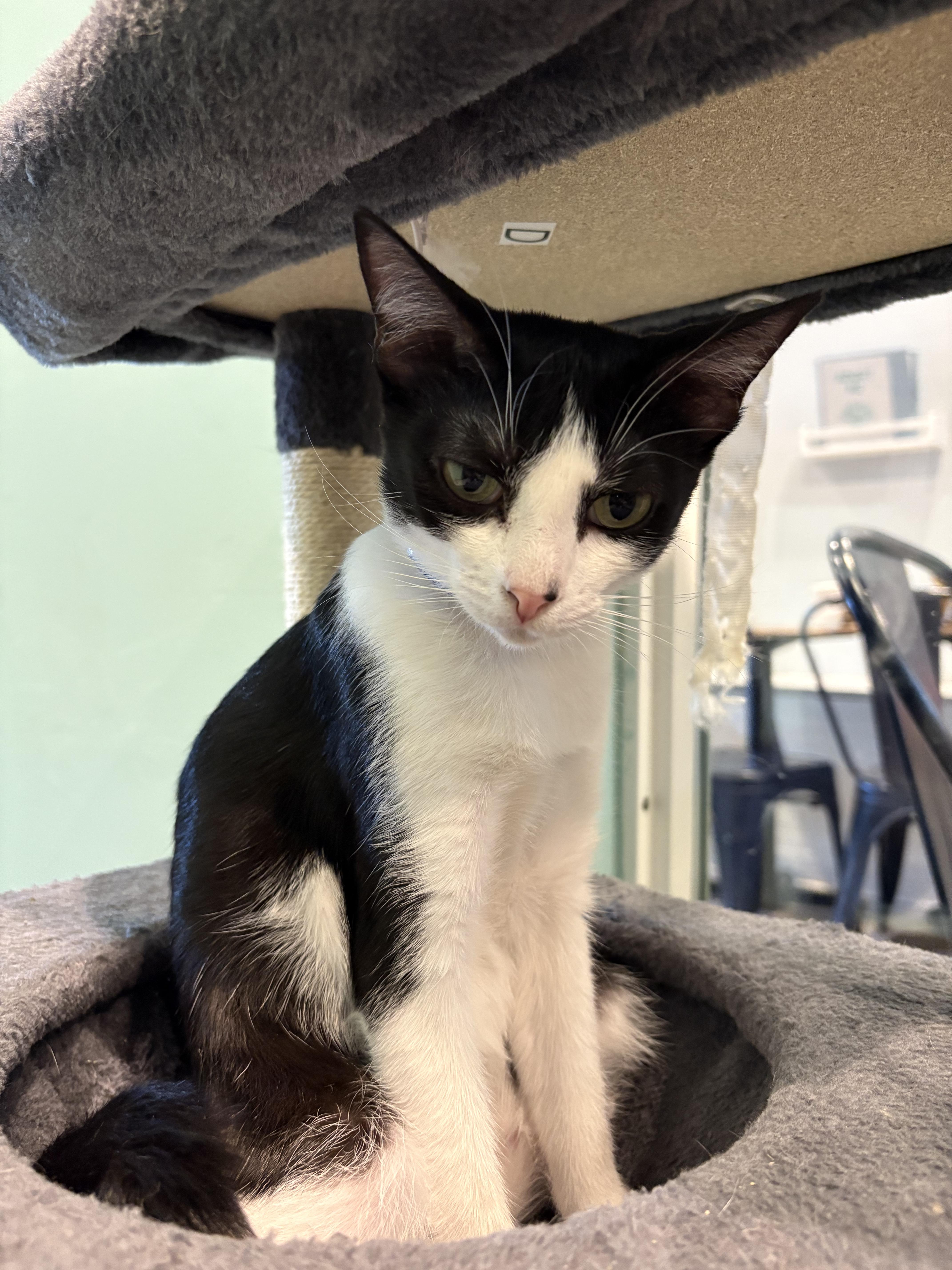 Kiaha, an adoptable Domestic Short Hair in Aiea, HI, 96701 | Photo Image 1