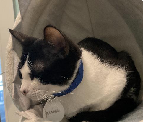 Kiaha, an adoptable Domestic Short Hair in Aiea, HI, 96701 | Photo Image 3