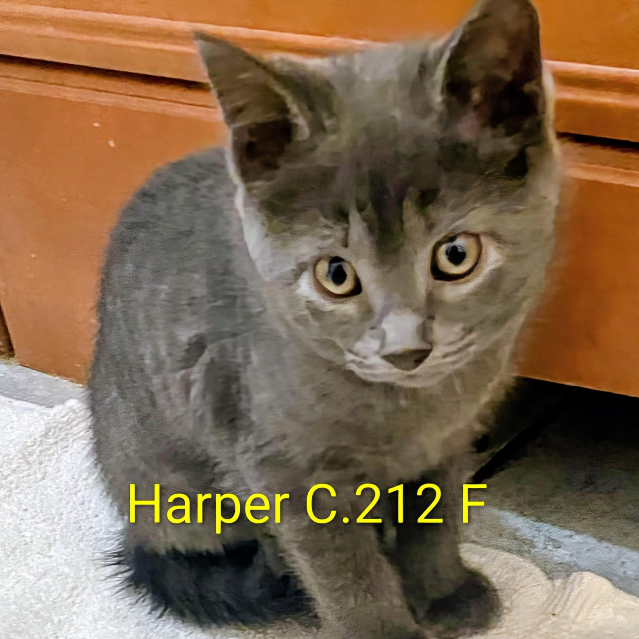 Foster Harper, Adopted, Kitten Female Domestic Short Hair.