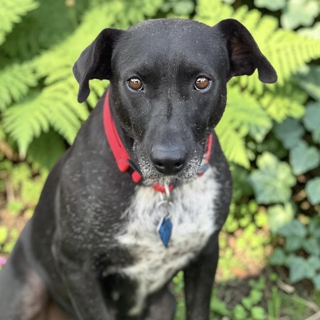Enlarge Moana, a Adoptable Labrador Retriever in San Diego, CA image 1/3