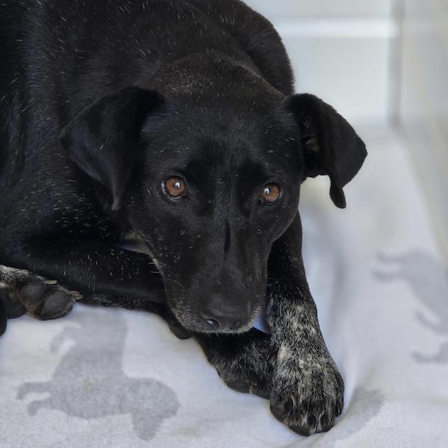 Enlarge Moana, a Adoptable Labrador Retriever in San Diego, CA image 2/3
