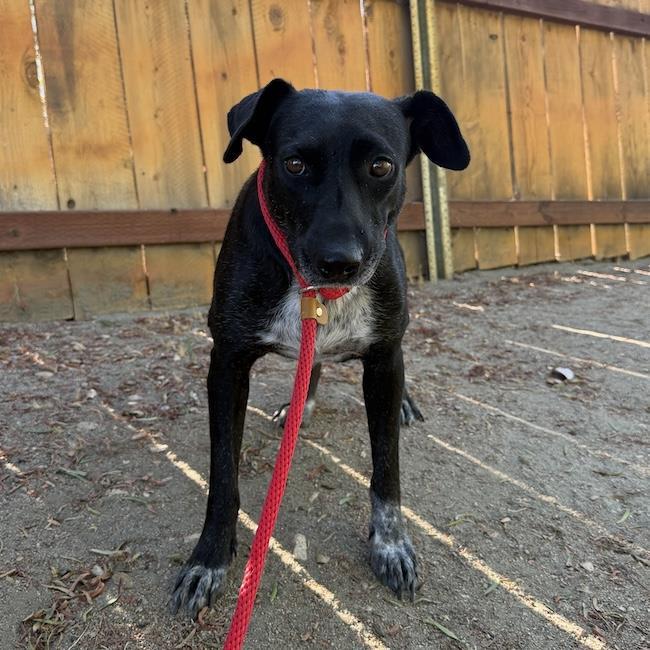 Enlarge Moana, a Adoptable Labrador Retriever in San Diego, CA image 3/3