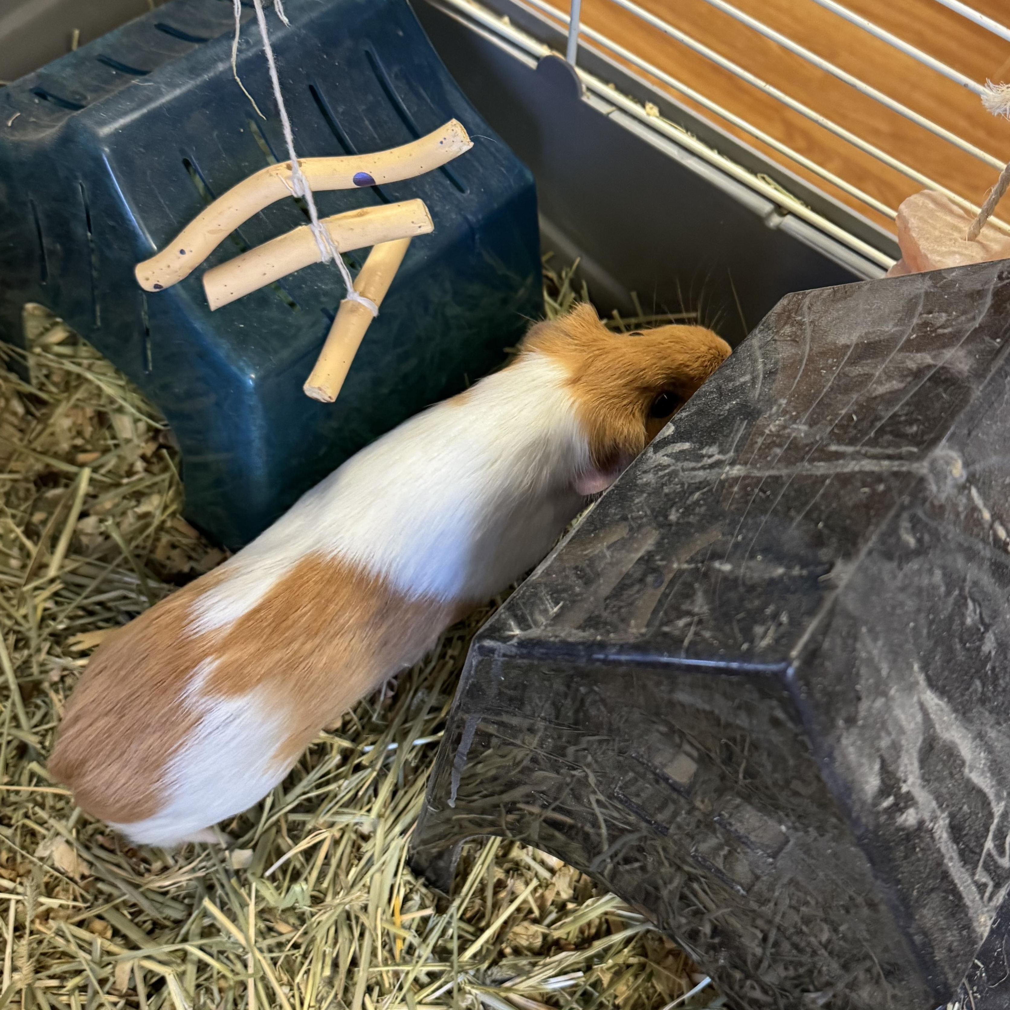 Female Guinea Pigs (not bonded)