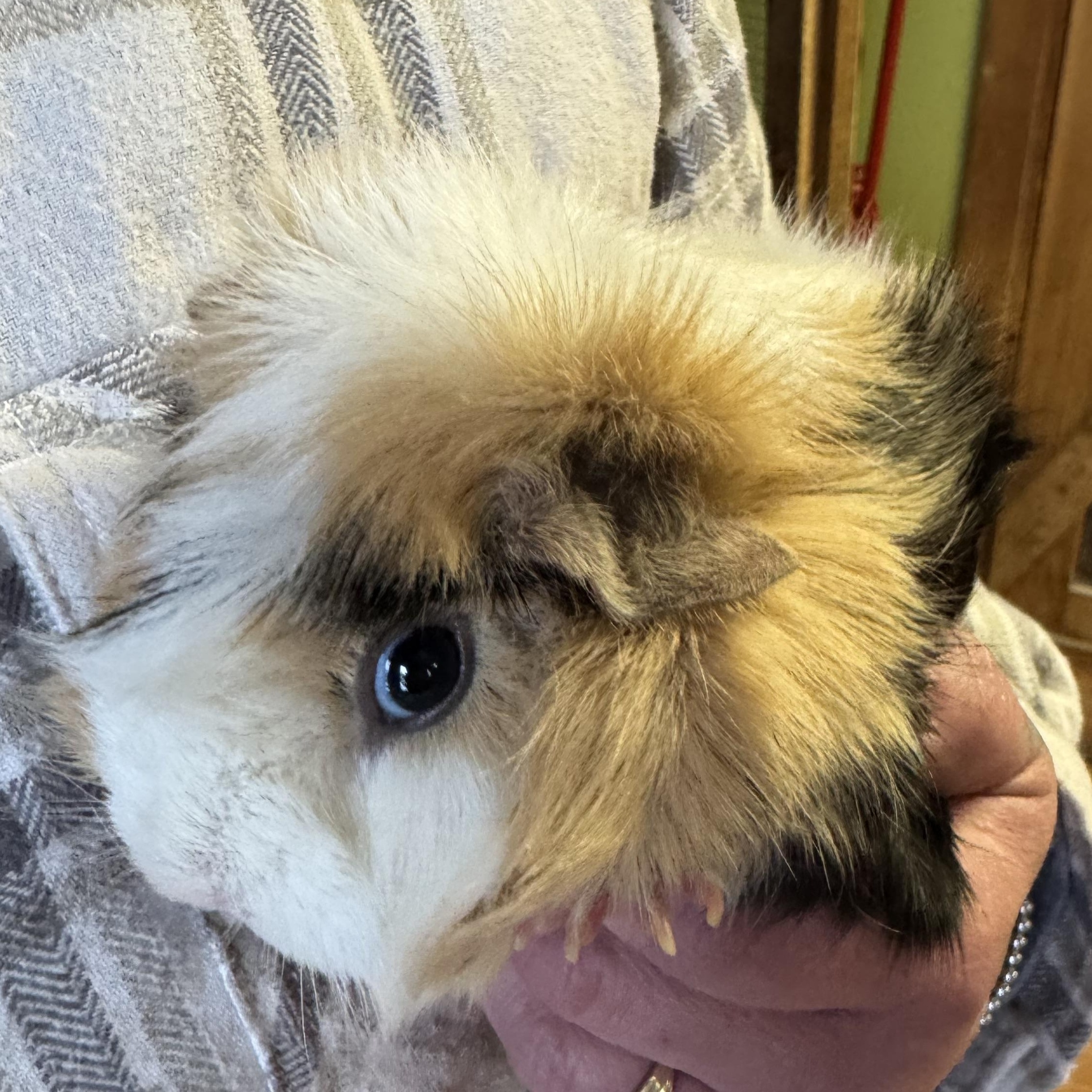 Female Guinea Pigs (not bonded)