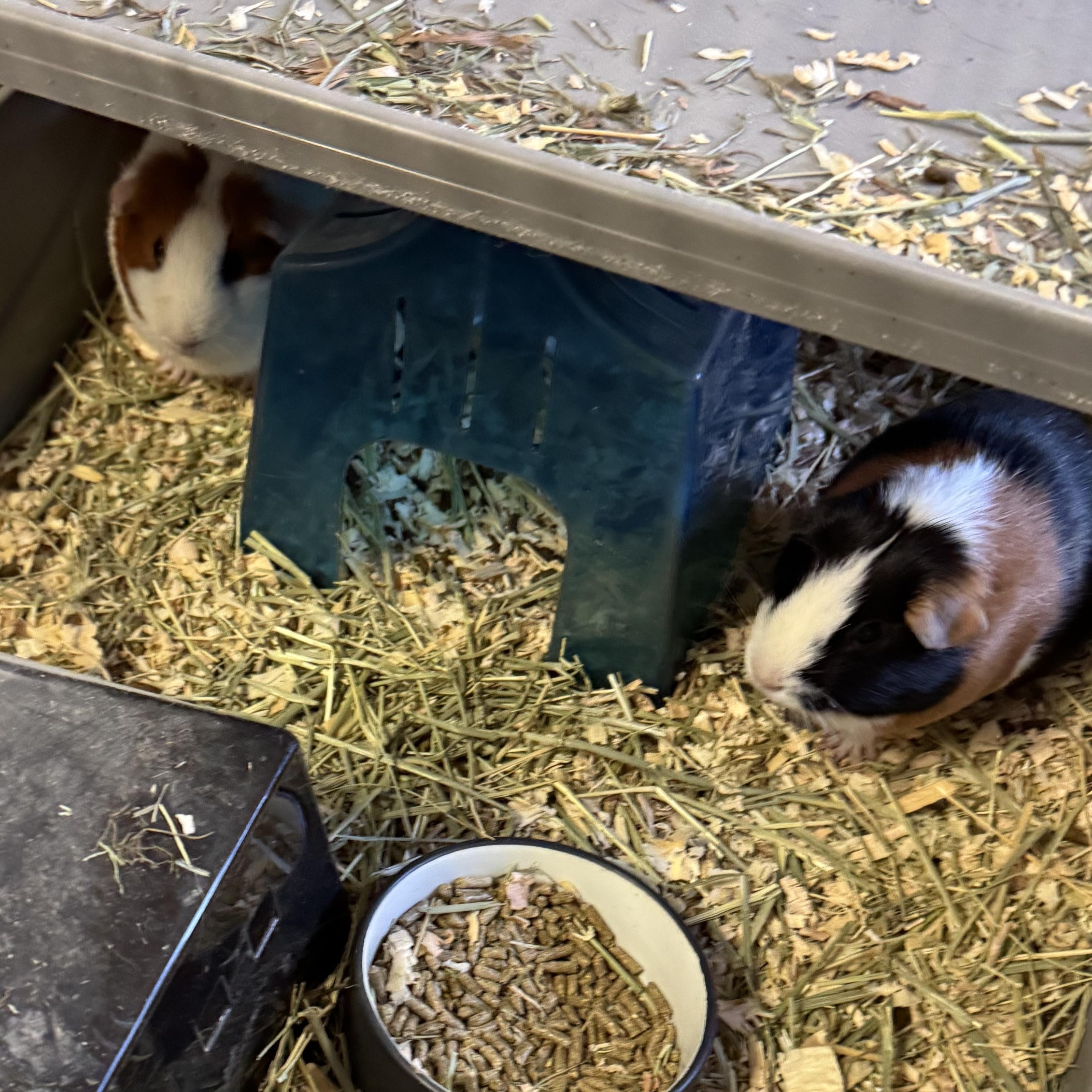 Enlarge Female Guinea Pig, a Adoptable Guinea Pig in New Market, MN image 1/1