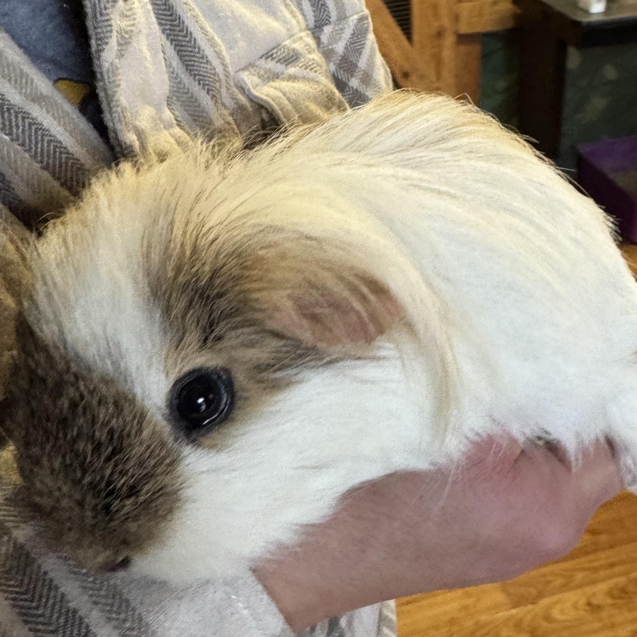 Female Guinea Pigs (not bonded)