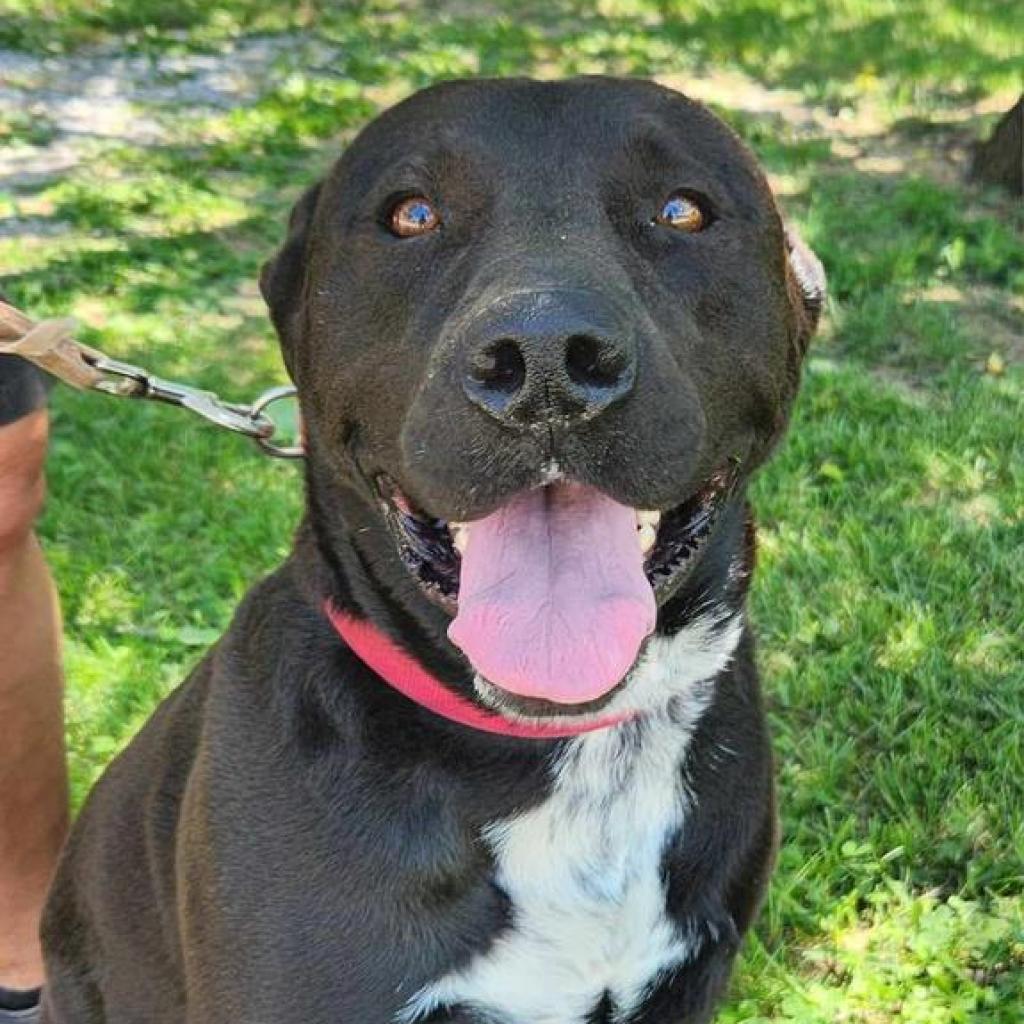 Enlarge Markus, a Adoptable mixed breed in Washburn, MO image 1/1