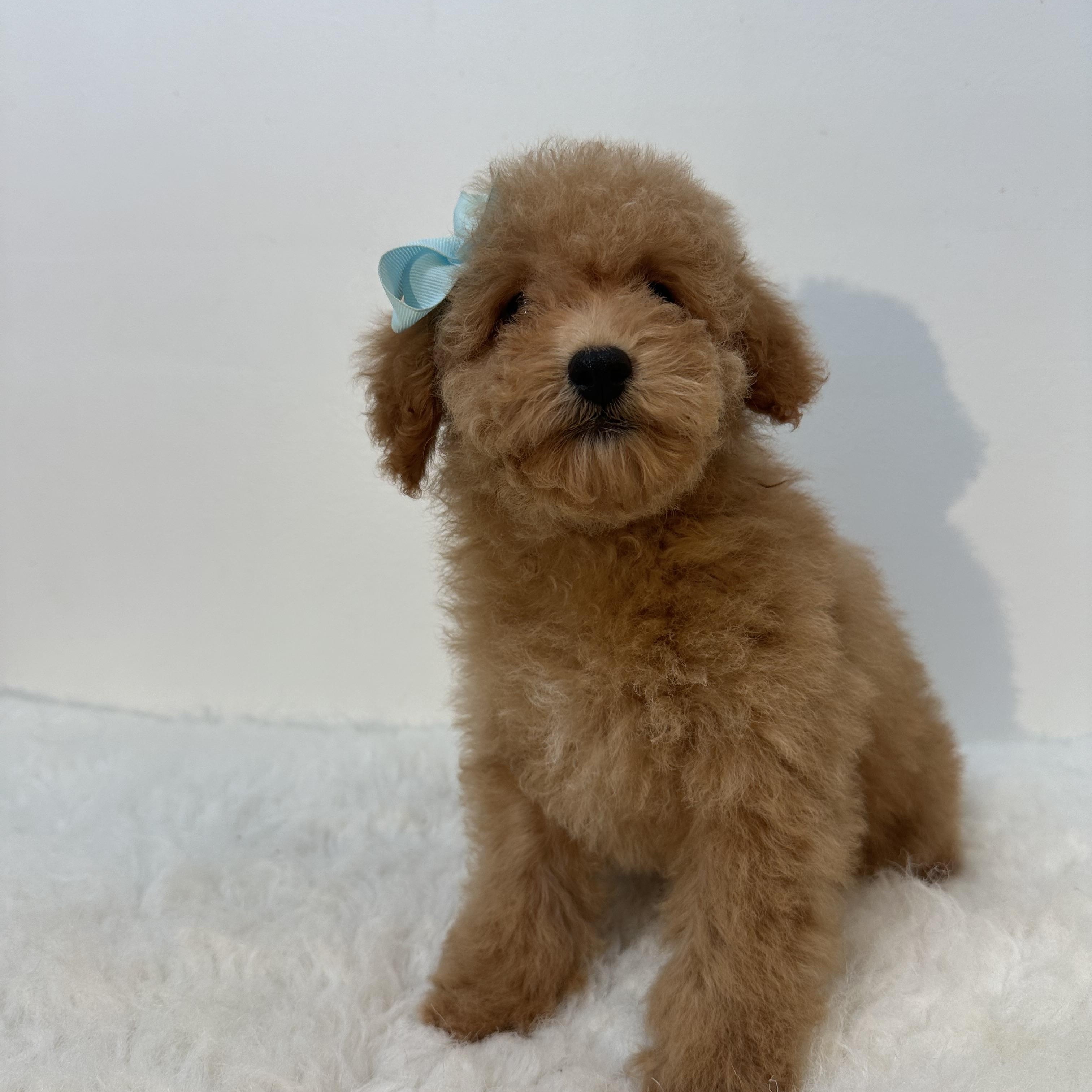 Bambina, an adoptable Cavapoo in Wrightstown, NJ, 08562 | Photo Image 2