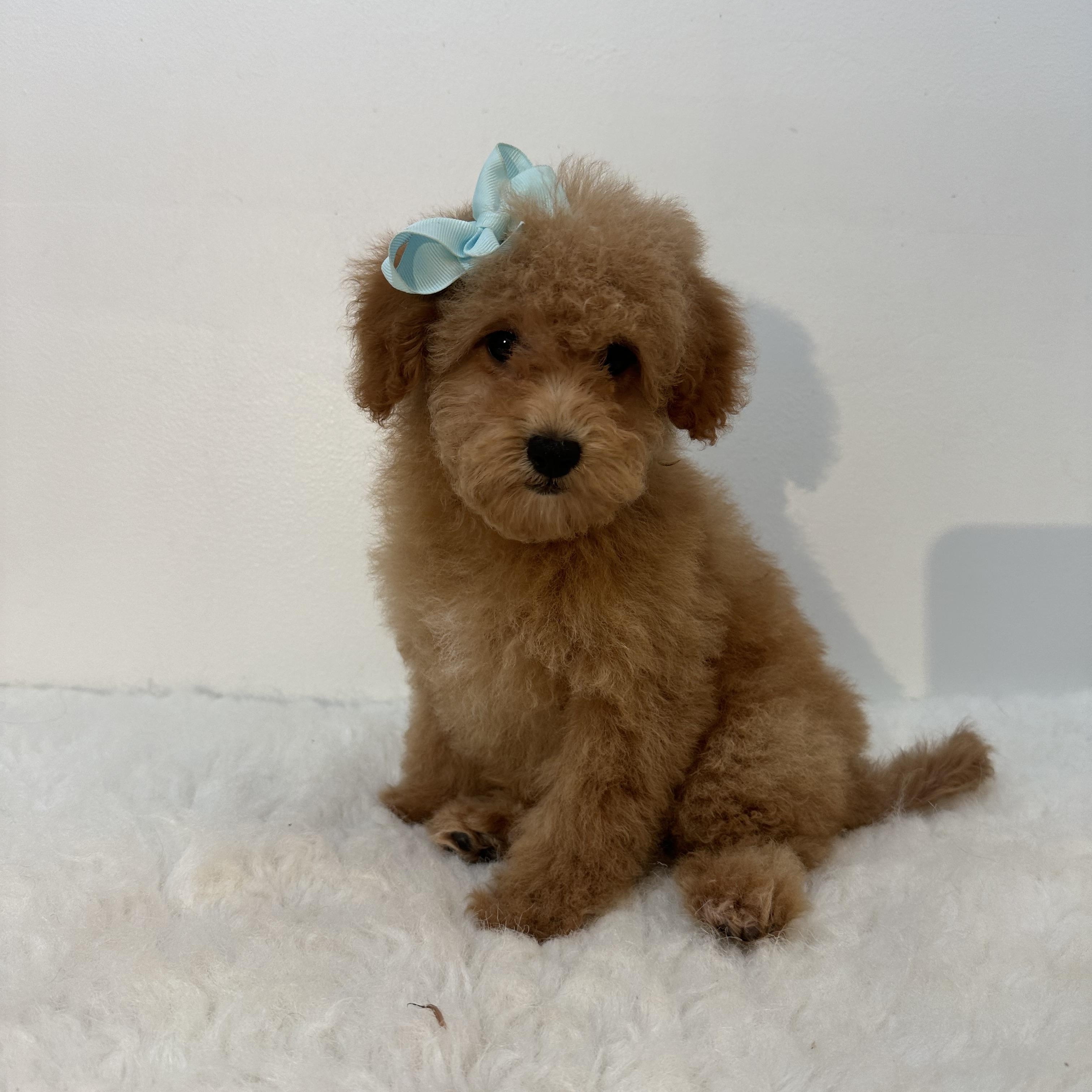 Bambina, an adoptable Cavapoo in Wrightstown, NJ, 08562 | Photo Image 1