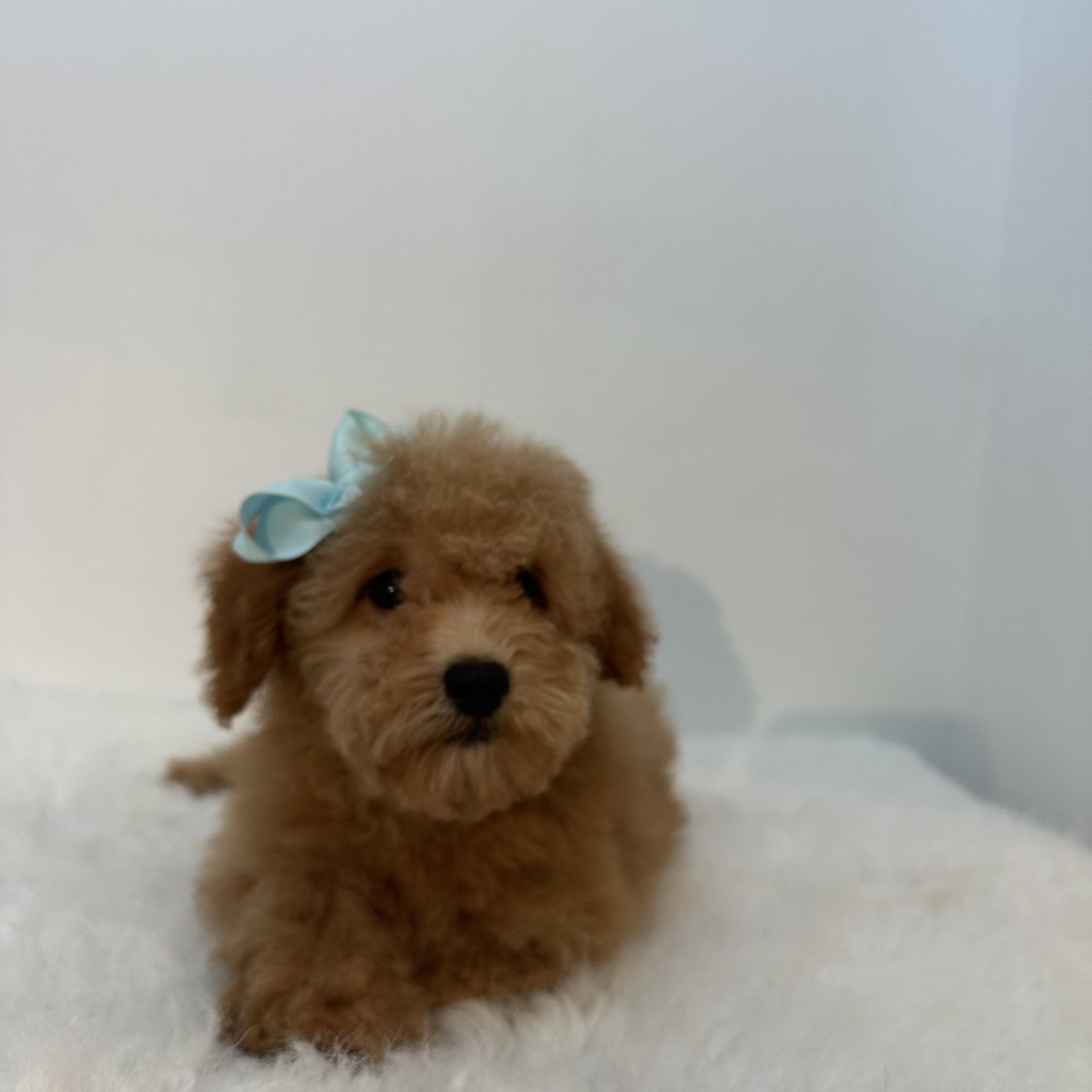 Bambina, an adoptable Cavapoo in Wrightstown, NJ, 08562 | Photo Image 5