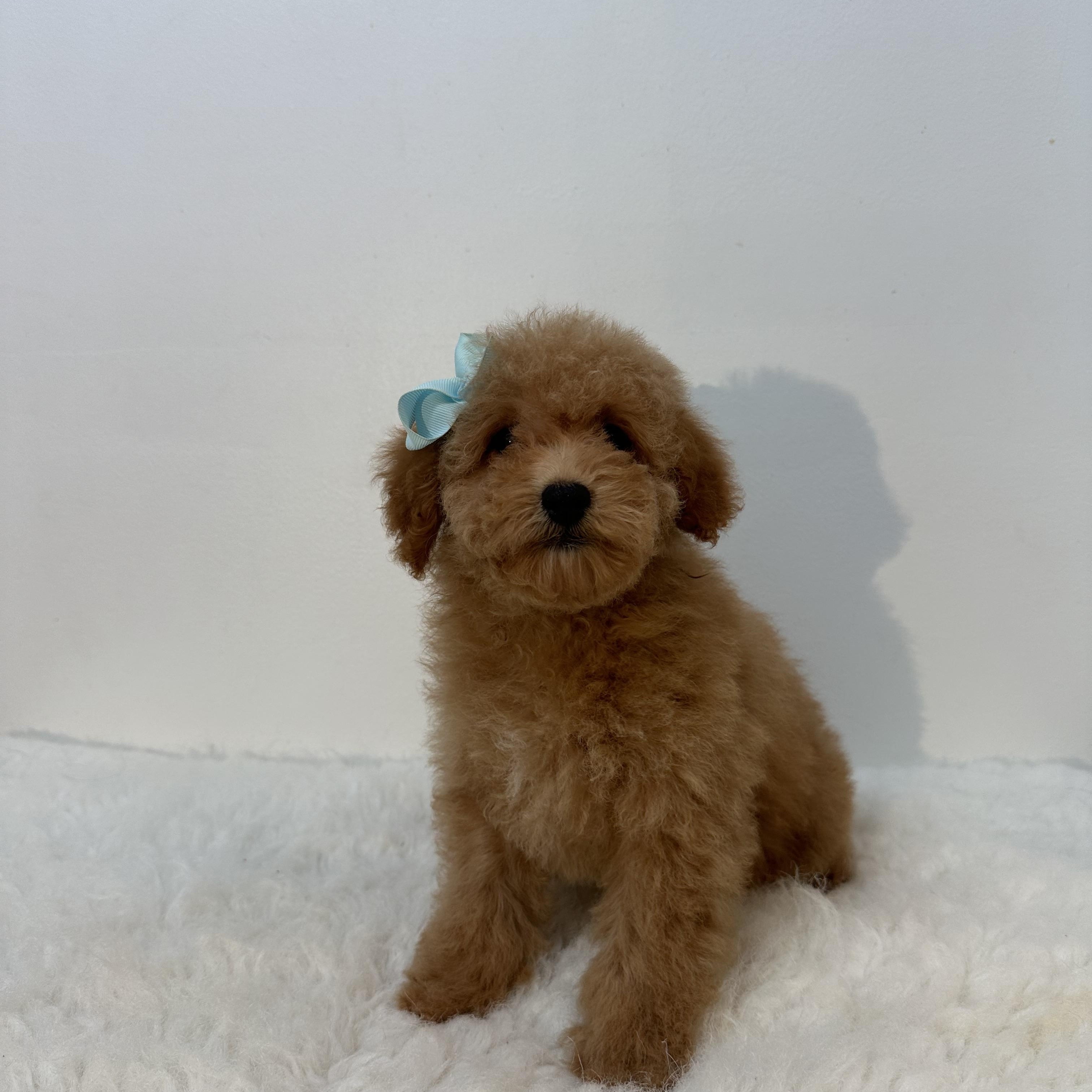 Bambina, an adoptable Cavapoo in Wrightstown, NJ, 08562 | Photo Image 4