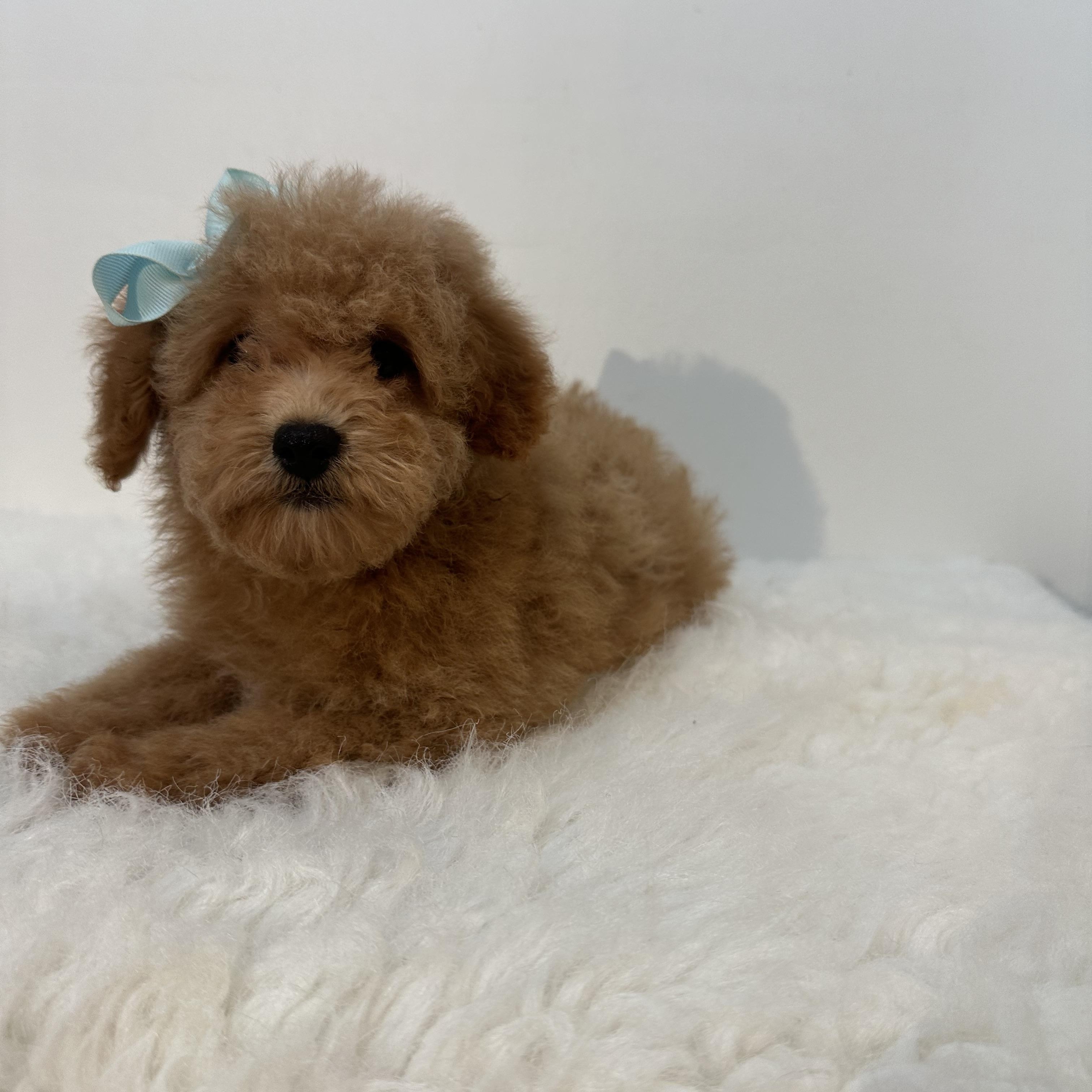 Bambina, an adoptable Cavapoo in Wrightstown, NJ, 08562 | Photo Image 6