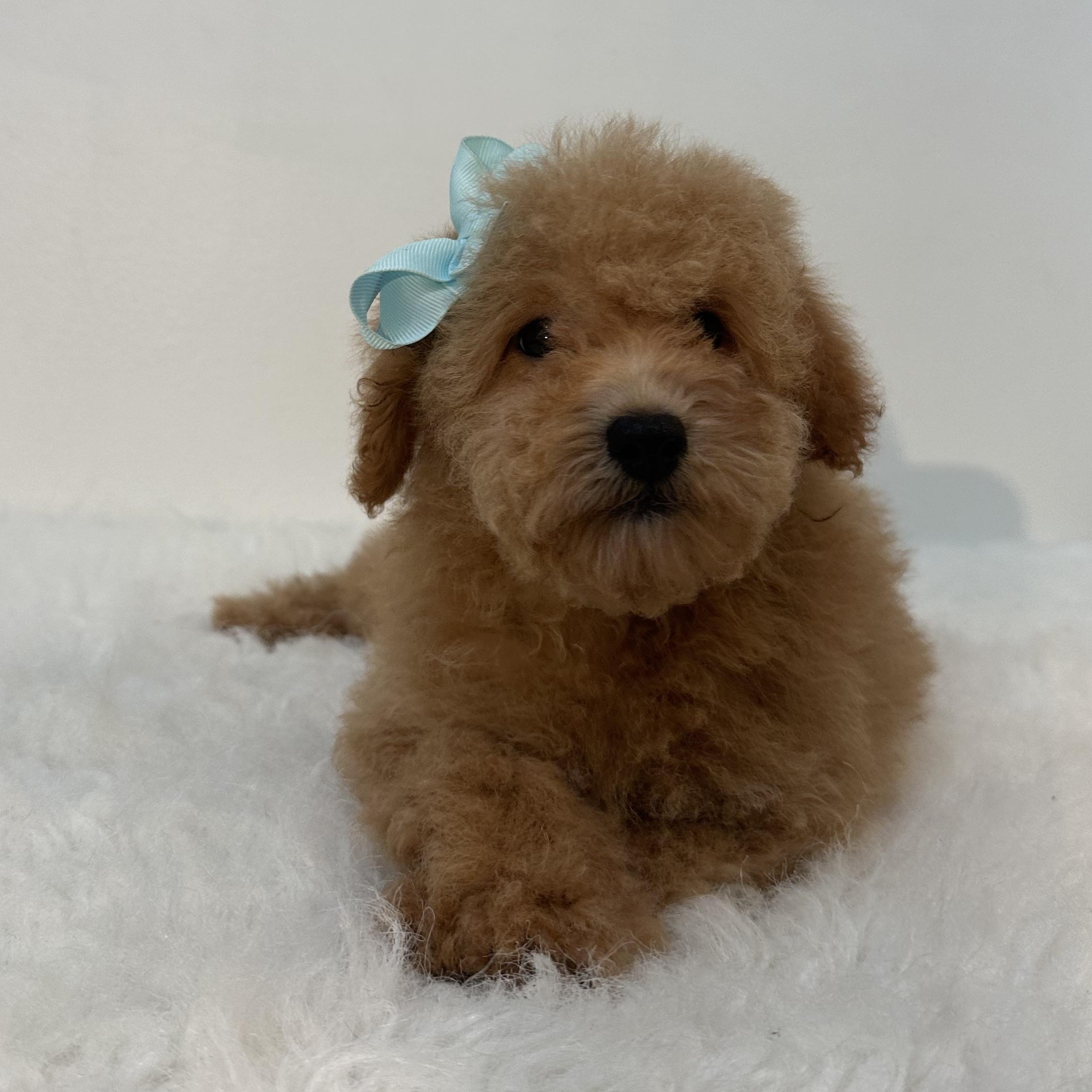 Bambina, an adoptable Cavapoo in Wrightstown, NJ, 08562 | Photo Image 3
