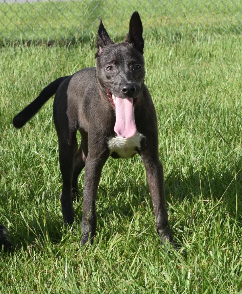 Enlarge Ricky Bobby, a Adoptable mixed breed in Kingsland, GA image 1/3