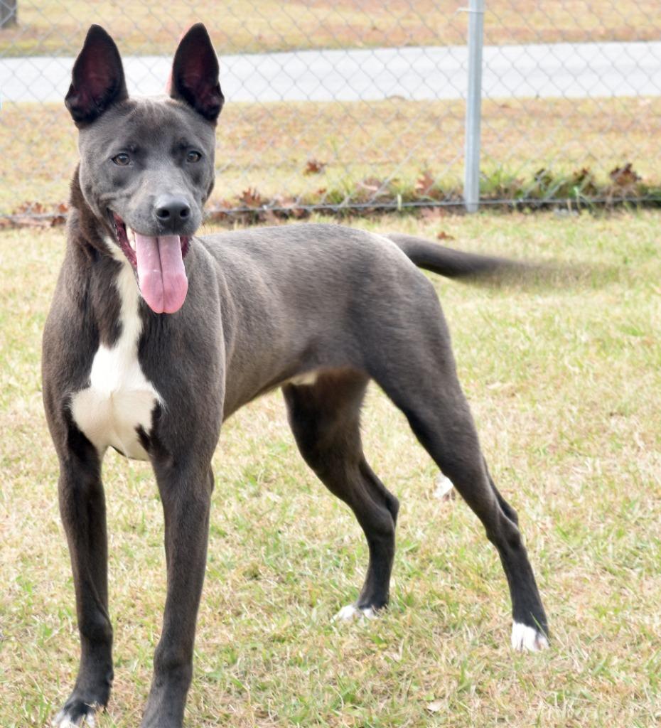 Enlarge Ricky Bobby, a Adoptable mixed breed in Kingsland, GA image 2/3