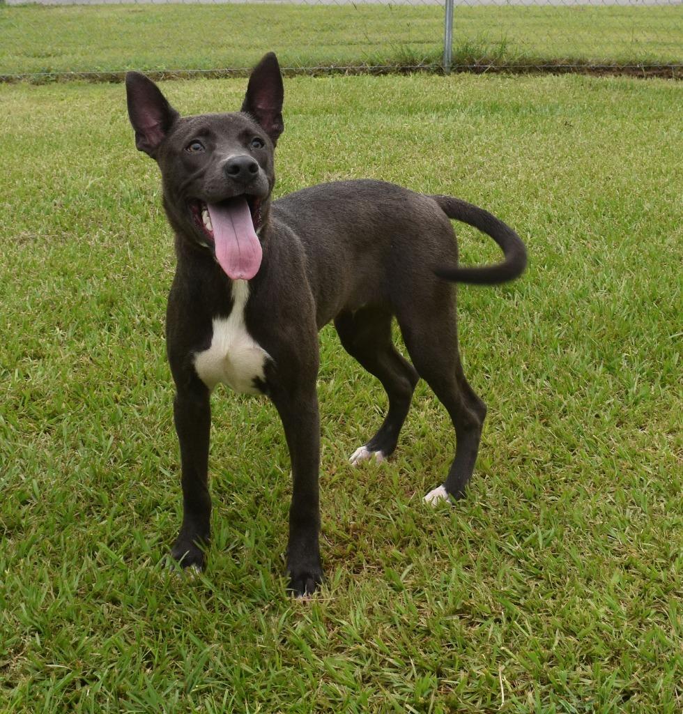 Enlarge Ricky Bobby, a Adoptable mixed breed in Kingsland, GA image 3/3
