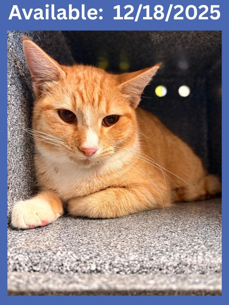 Cat Condo #10, Adoptable, Young Male Domestic Short Hair & Mixed Breed.