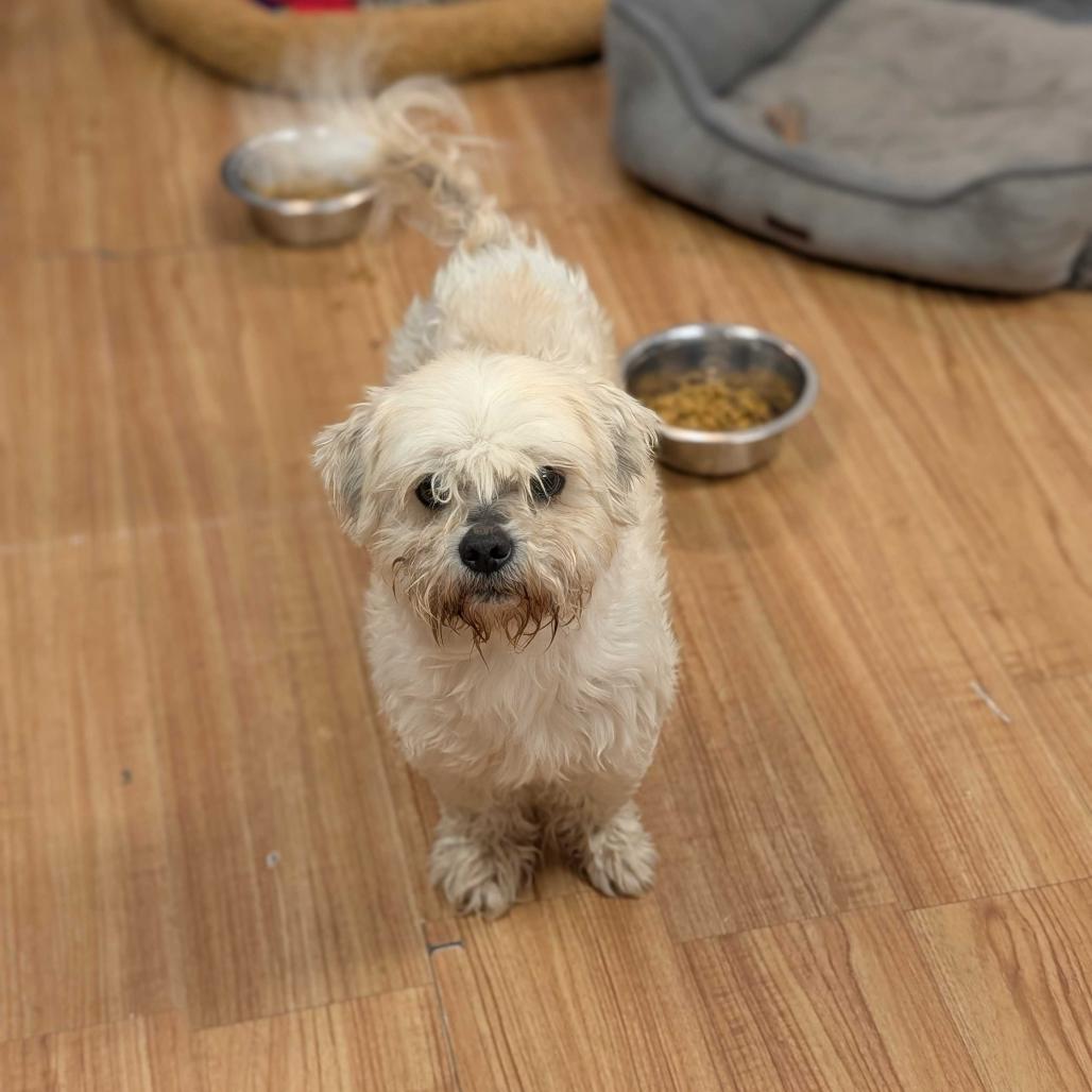 Soda Pop, Adoptable, Adult Male Shih Tzu.