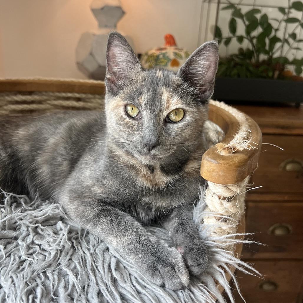 Luka, Adoptable, Young Female Domestic Short Hair.