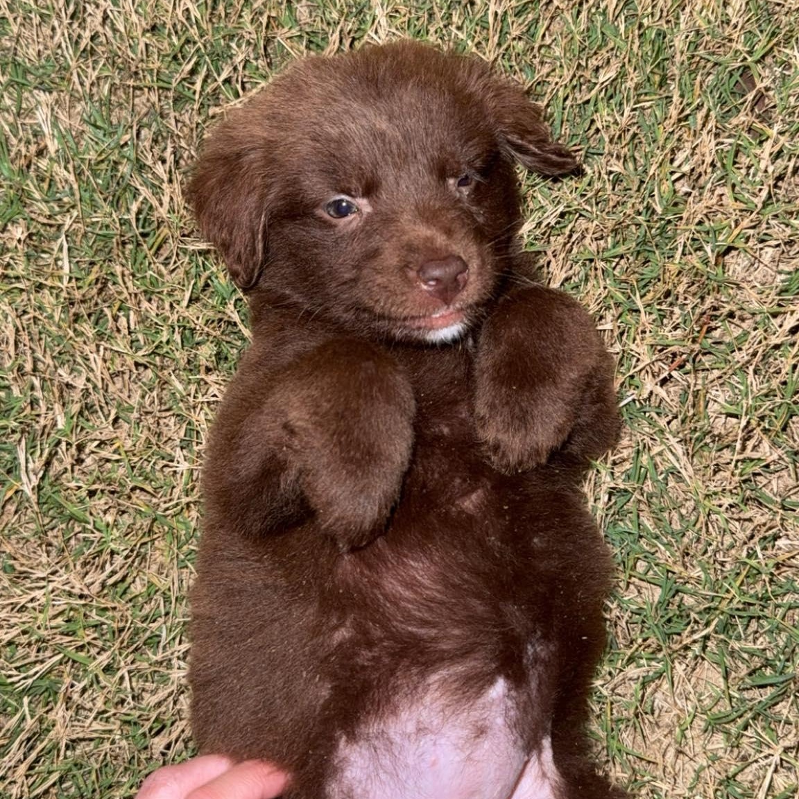 Coconut, adopted, Puppy Female Mixed Breed.
