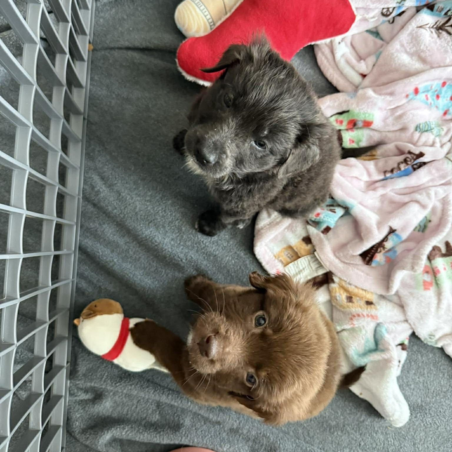 Coconut, an adopted mixed breed in Wando, SC image 3/4