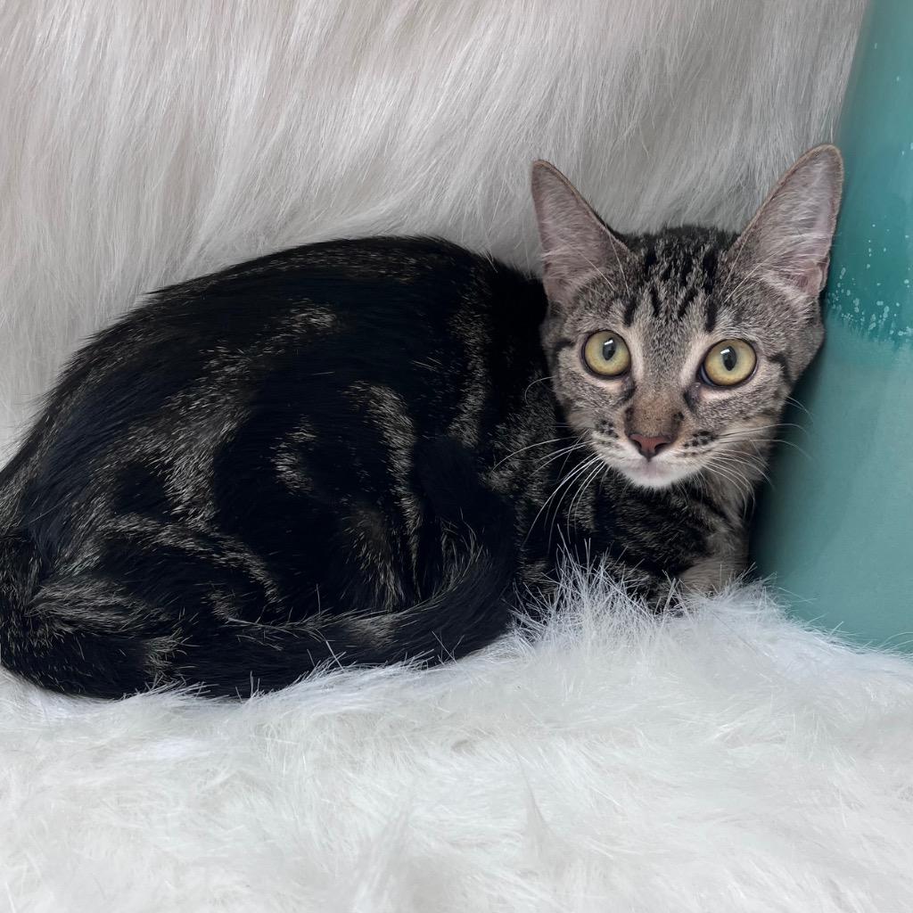 Enlarge Whirly, a Adoptable mixed breed in Peoria, AZ image 1/1