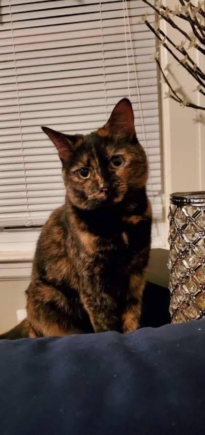 Raven, Adoptable, Senior Female Tortoiseshell.