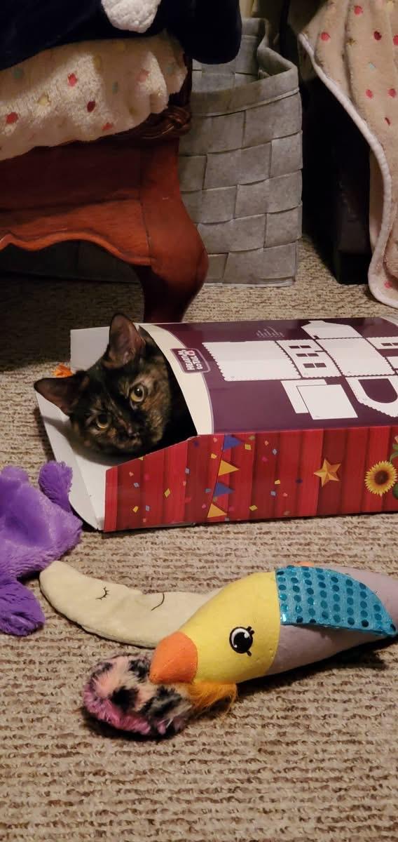 Enlarge Raven, a Adoptable Tortoiseshell in Acushnet, MA image 2/6