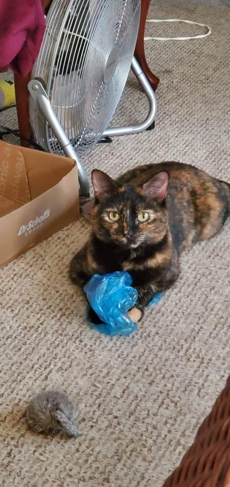 Enlarge Raven, a Adoptable Tortoiseshell in Acushnet, MA image 5/6