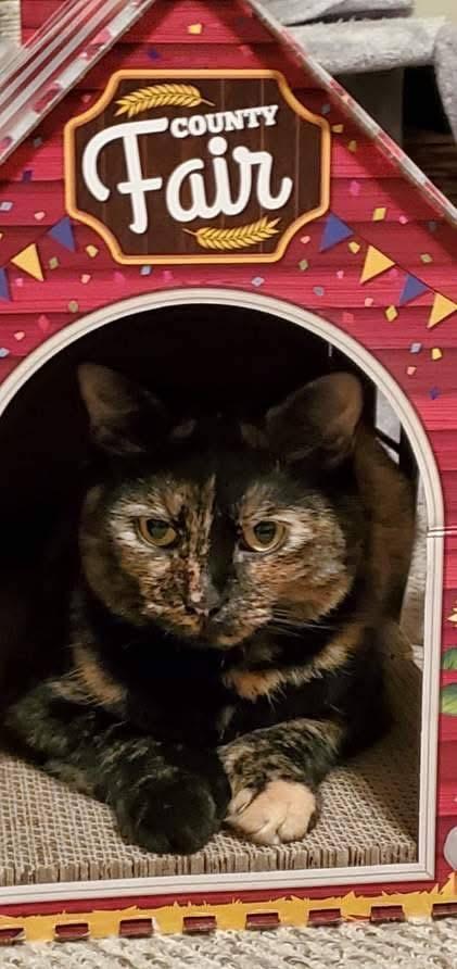 Enlarge Raven, a Adoptable Tortoiseshell in Acushnet, MA image 3/6