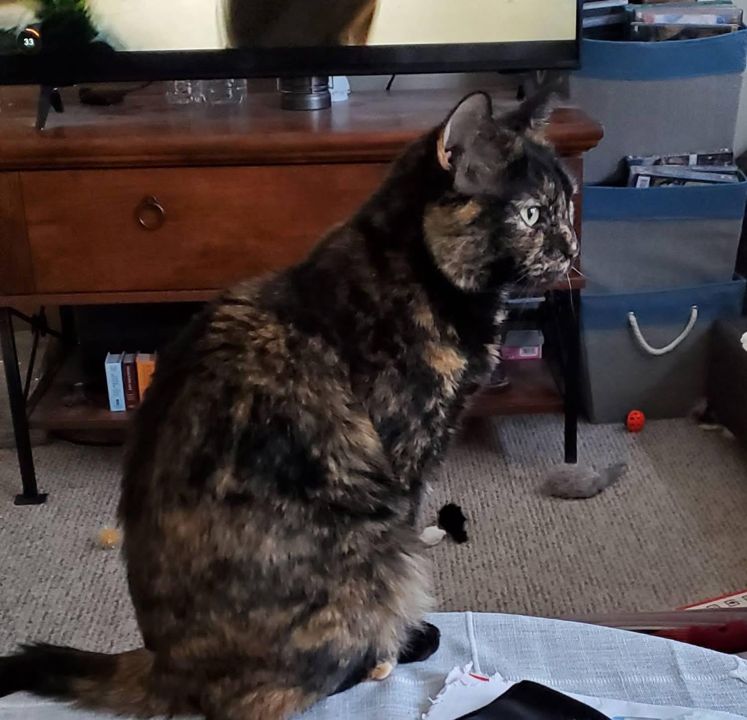 Enlarge Raven, a Adoptable Tortoiseshell in Acushnet, MA image 6/6