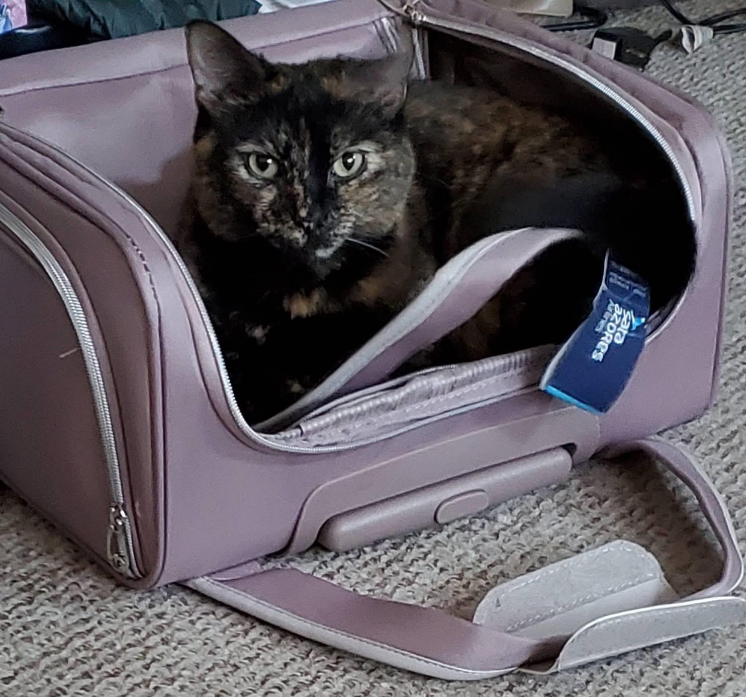 Enlarge Raven, a Adoptable Tortoiseshell in Acushnet, MA image 4/6