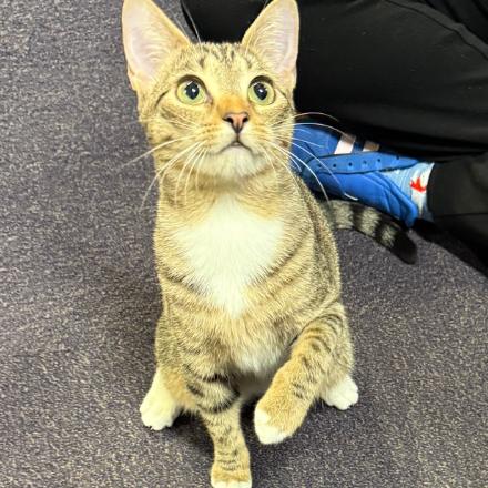 Enlarge Sandy, a Adoptable Domestic Short Hair in Greenville, NC image 1/1