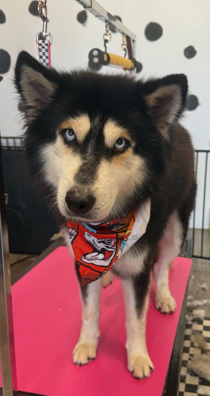 Rip Wheeler, a ADOPTABLE mixed breed in Cibolo, TX image 2/4
