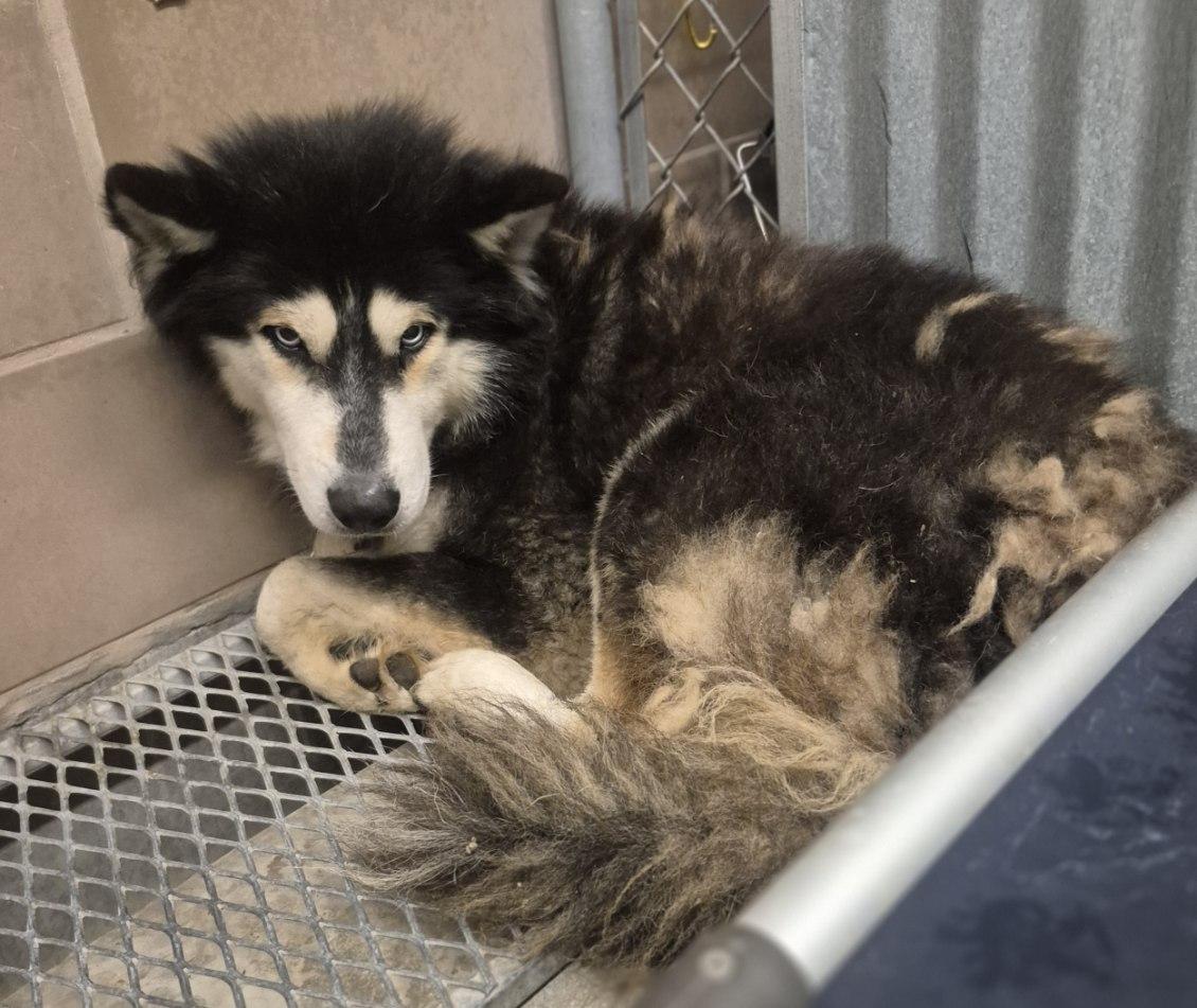 Rip Wheeler, a ADOPTABLE mixed breed in Cibolo, TX image 4/4