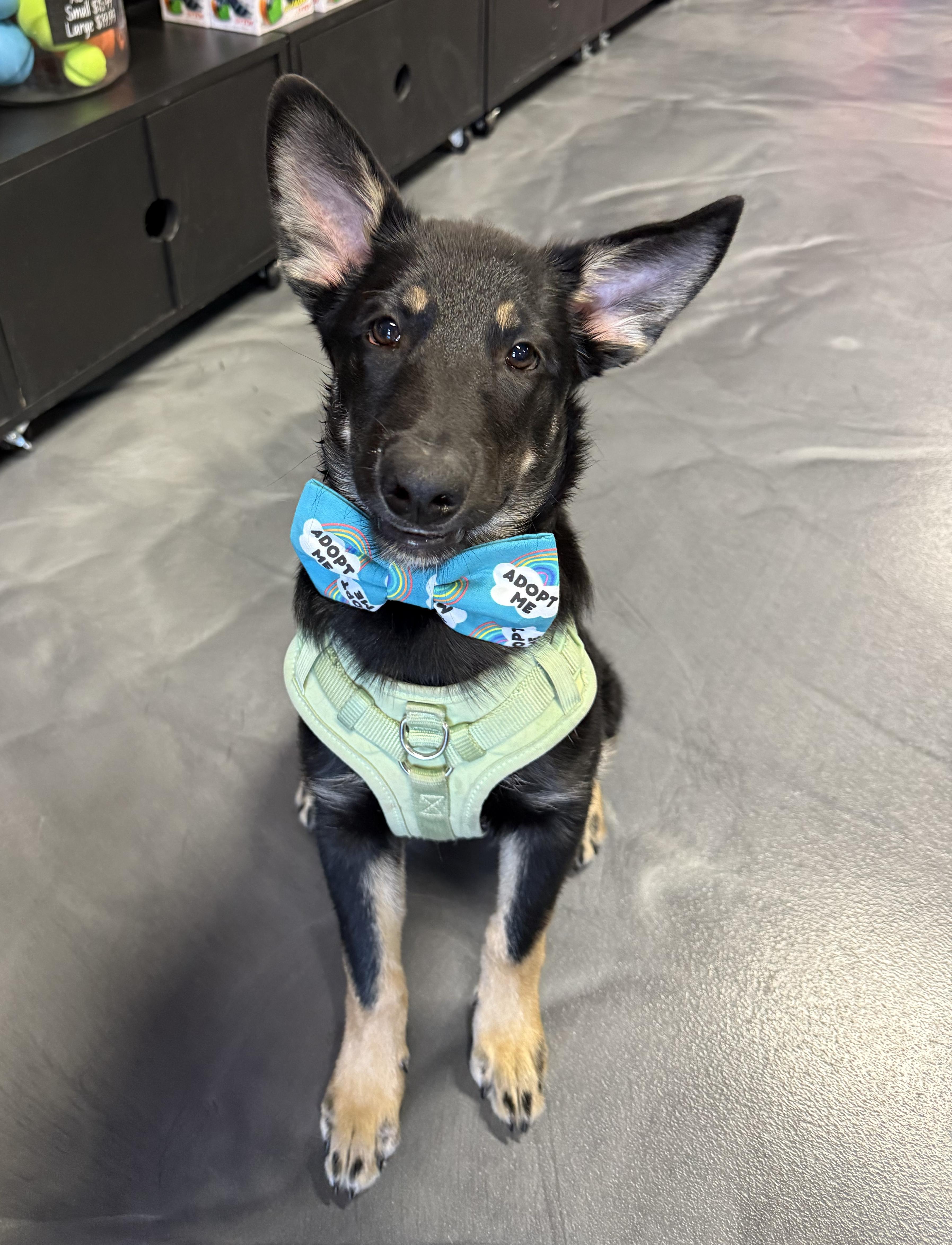 Enlarge Drip, an adoptable mixed breed in Scottsdale, AZ image 2/5