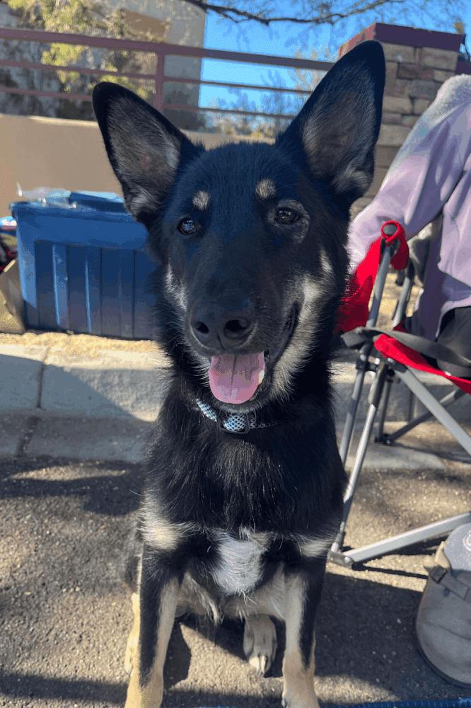 Drip, adoptable, Puppy Male German Shepherd Dog & Australian Cattle Dog / Blue Heeler.