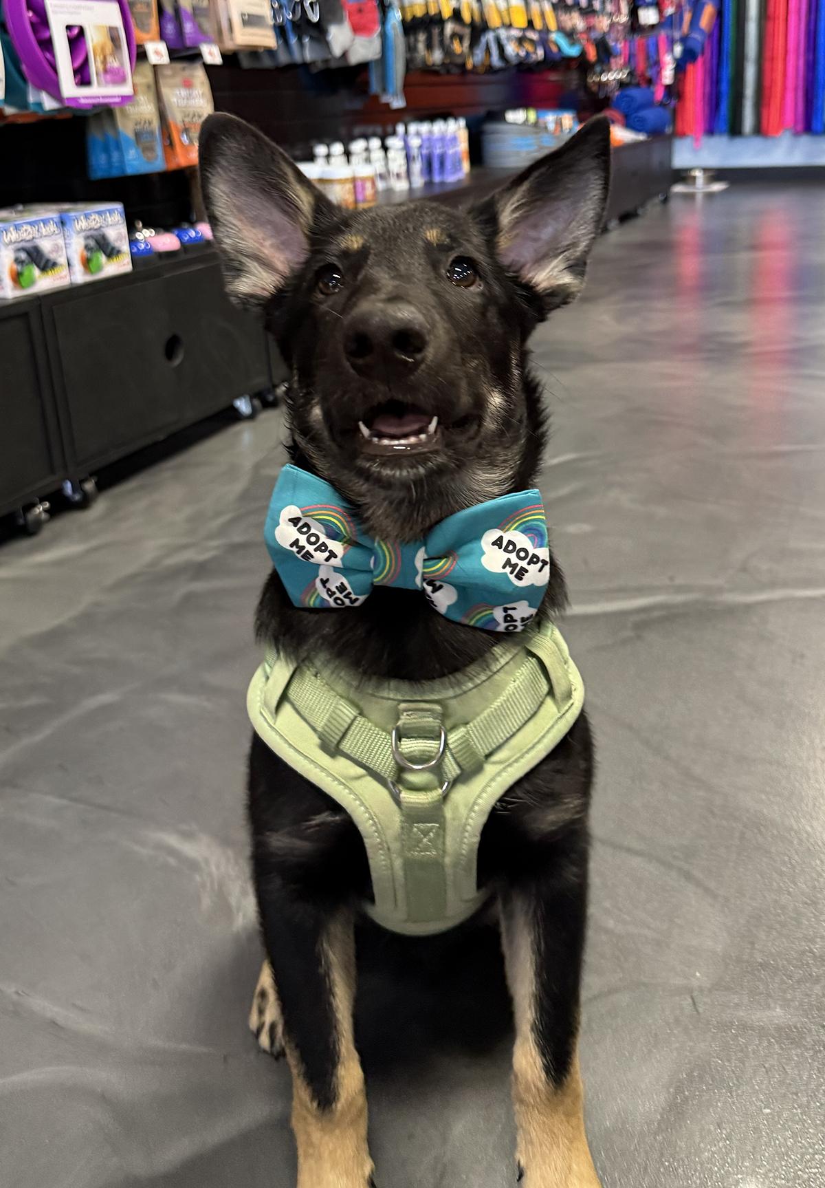 Enlarge Drip, an adoptable mixed breed in Scottsdale, AZ image 3/5