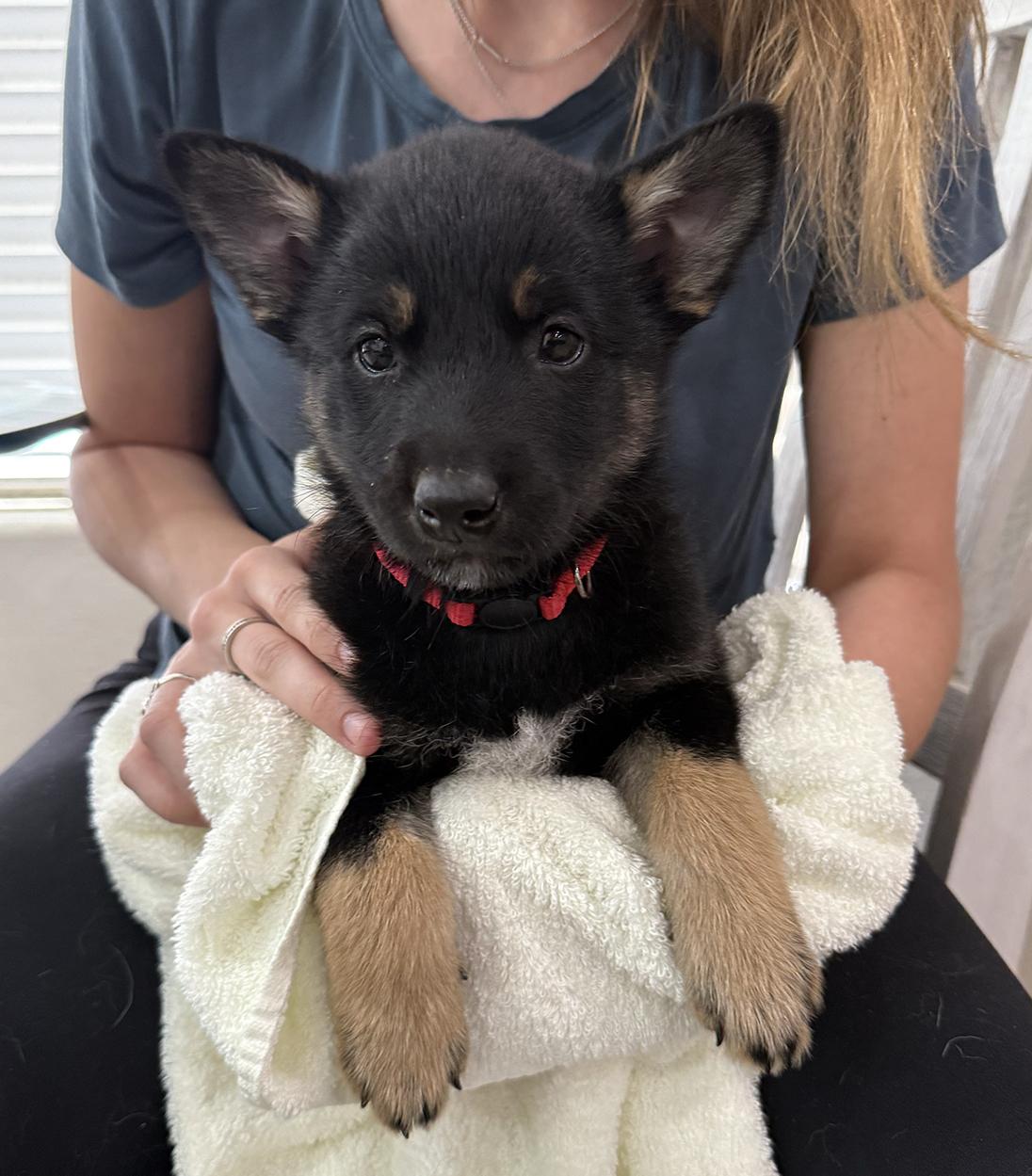 Enlarge Drip, an adoptable mixed breed in Scottsdale, AZ image 4/5