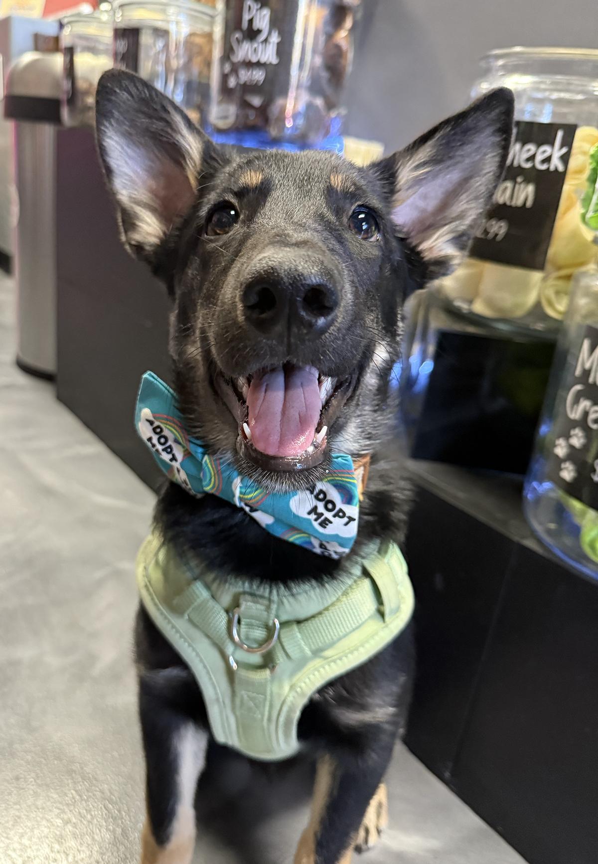 Enlarge Drip, an adoptable mixed breed in Scottsdale, AZ image 5/5