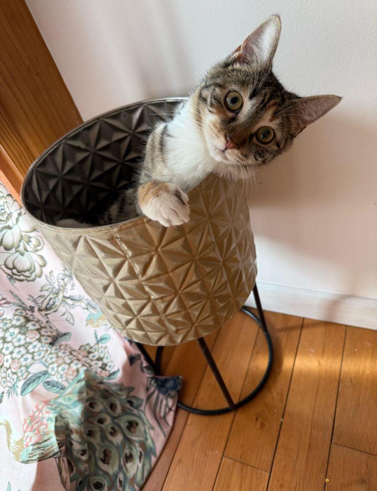 Enlarge Mae (bonded to Maeve) , a ADOPTABLE Domestic Short Hair in Asheville, NC image 1/5