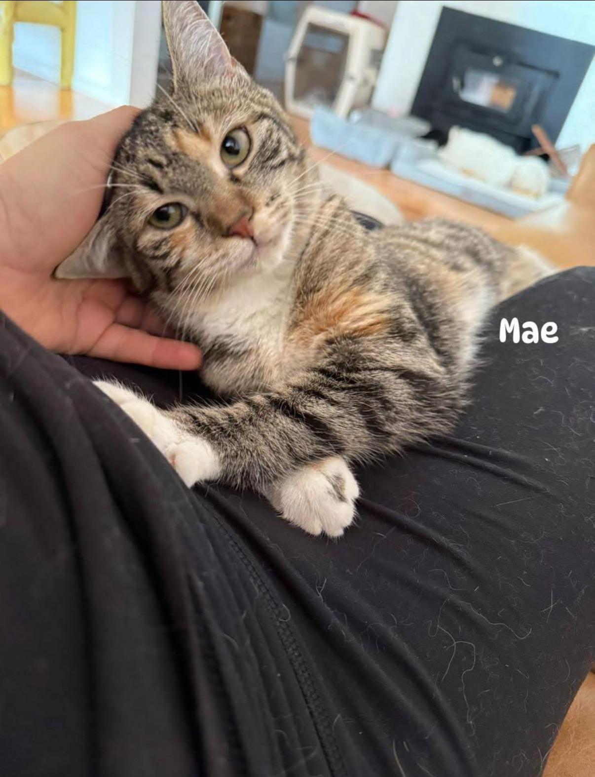 Enlarge Mae (bonded to Maeve) , a ADOPTABLE Domestic Short Hair in Asheville, NC image 5/5