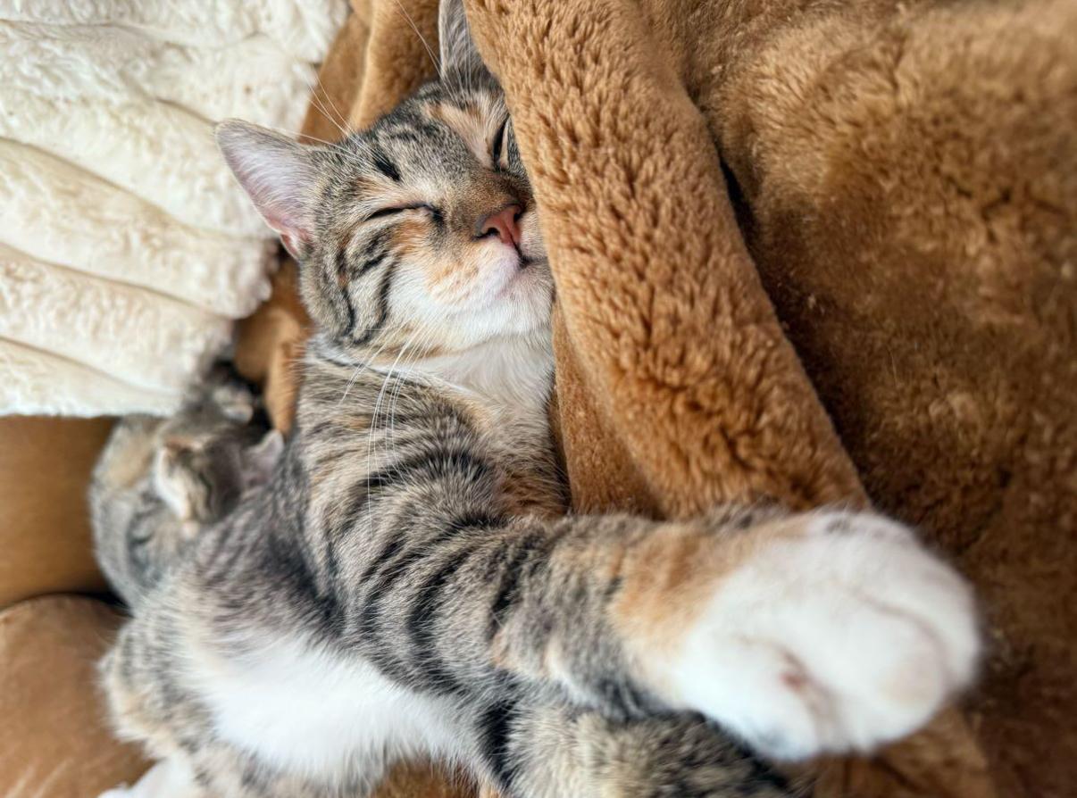 Enlarge Mae (bonded to Maeve) , a ADOPTABLE Domestic Short Hair in Asheville, NC image 2/5